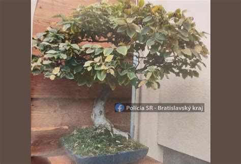 Metódy zálievky bonsaja: zhora a ponorením