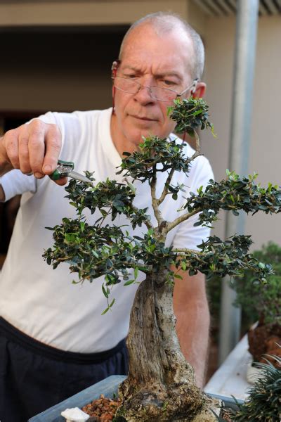 Príklady tvarovania bonsaja Zelkova pomocou drôtu a strihania