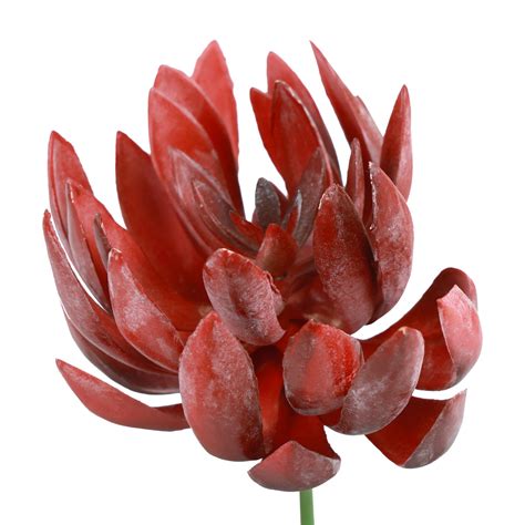 Detail kvetu sukulentu z rodu Echeveria