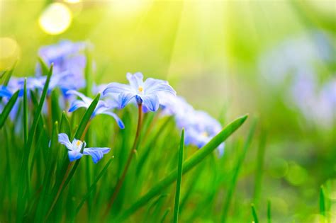 Ilustrácia rastúceho harmančeka na lúke