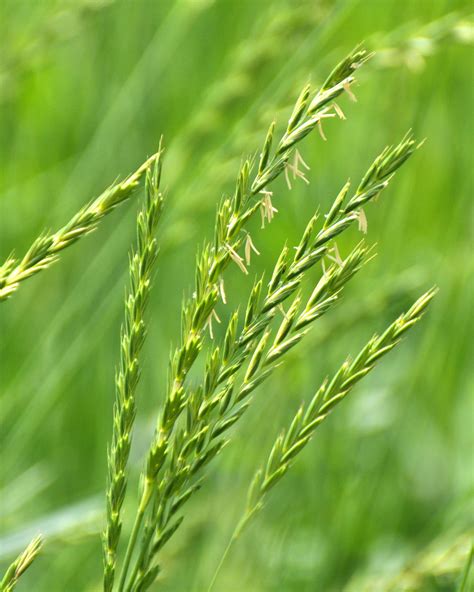 Koláž rôznych druhov burín: púpava, bodliak, pýr plazivý