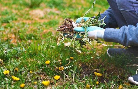 Záhradkár vytrháva burinu ručne z mäkkej pôdy