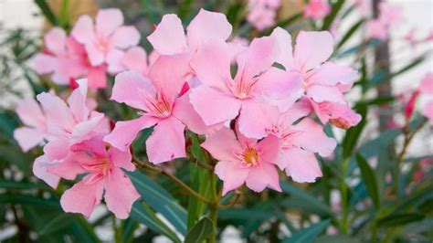 Tematické foto: Bohato kvitnúci oleander