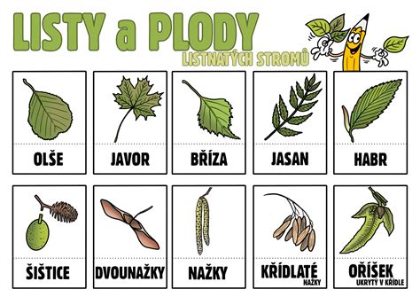 Schéma rastu duly ako stromu a jej morfologické znaky (listy, kvety, plody)