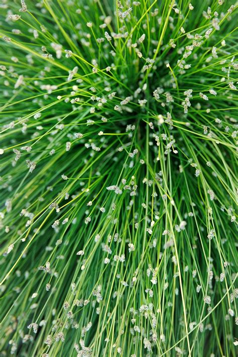 Ilustračná fotografia rastliny Isolepis cernua s jej charakteristickými jemnými stonkami a listami.