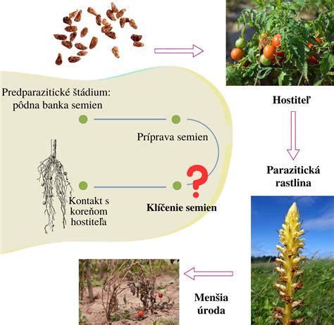 infografika mechanizmu účinku glyfosátu na rastliny