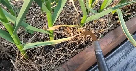 Tematické foto záhonu s dozrievajúcim cesnakom pred zberom