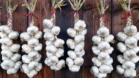 Foto zviazaných zväzkov cesnaku sušiacich sa v tieni