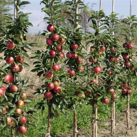 stĺpovitá jabloň 'Waltz' s plodmi v záhrade