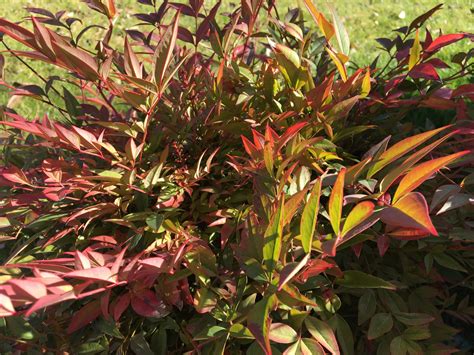 Nandina domáca ako solitér v záhrade