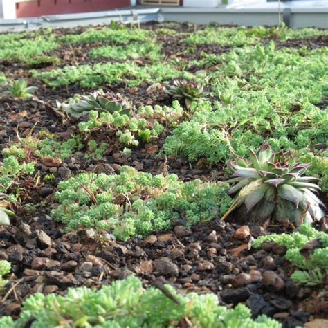 fotografia rozchodníkov vysadených v skalke alebo na vegetačnej streche