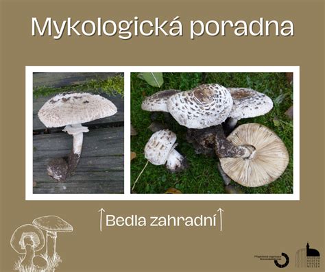 Diagram pohlavného cyklu huby: od splynutia mycélia až po vznik výtrusov v plodnici.