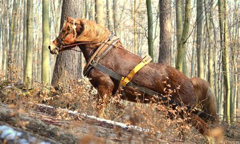 Infografika zobrazujúca typické sezónne práce v lese.