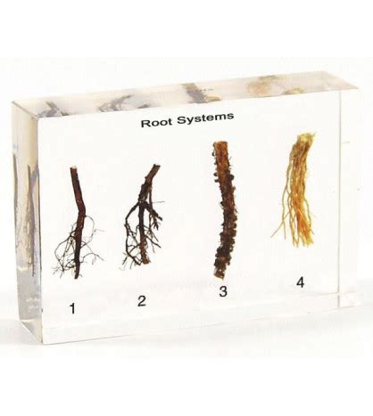 Schéma rastu šachoru: trojhranná stonka, koreňový systém a dáždnikové súkvetie