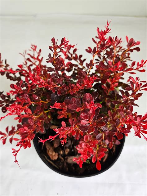 Záhon s Dráčom Thunbergovým s výrazne červenými listami