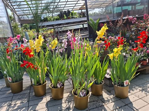 Krásne rozkvitnuté sadenice sirôtok pripravené na výsadbu