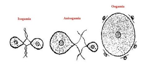 Ilustrácia rôznych typov spájania gamét (izogamia, anizogamia, oogamia)