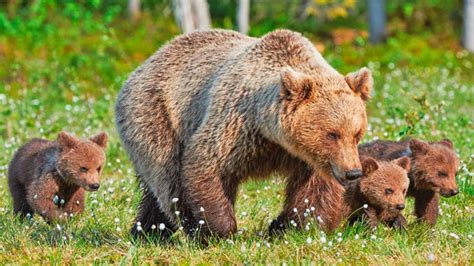 Tematické foto: Vinica v máji s mladými letorastami a kvetenstvami
