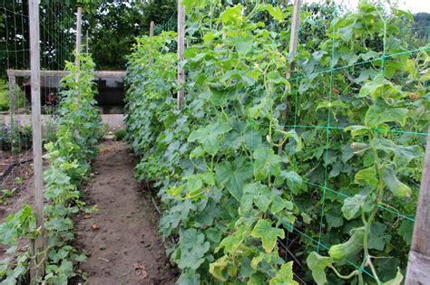 Ilustrácia rastliny uhorky s oporou (trellising) a naznačeným zaštipnutím stonky