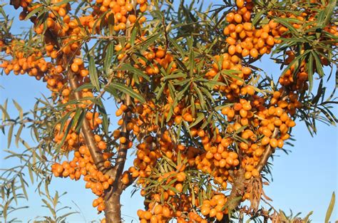 Schéma obsahu vitamínov v rakytníku v porovnaní s citrusmi