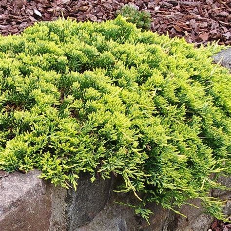 Rôzne kultivary borievok - napr. Juniperus 'Green Carpet', Juniperus Golden Carpet
