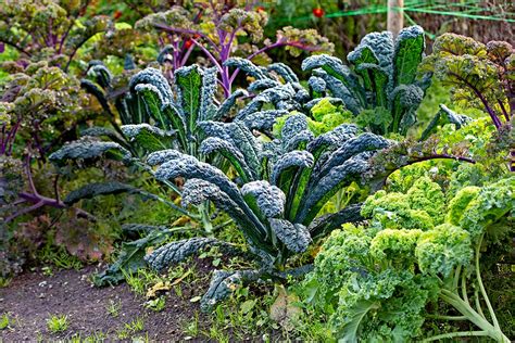 Ilustrácia: Zimná zelenina v záhrade pod snehovou prikrývkou