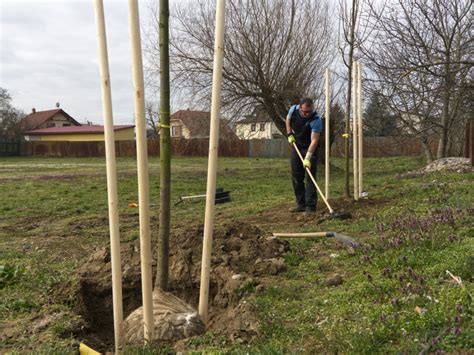 náhradná výsadba stromov v mestskej časti