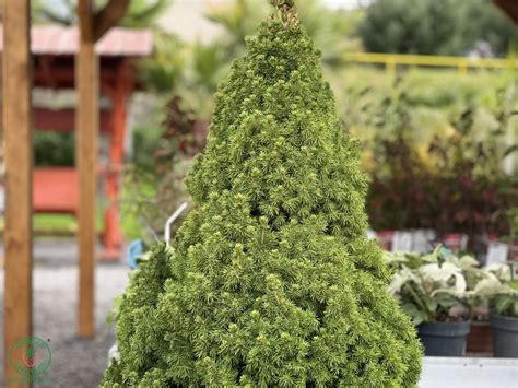 Detailný pohľad na smrek biely 'Conica' s jeho charakteristickým tvarom a ihličím.