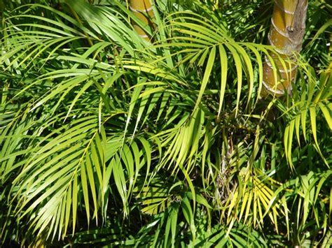 Detailná schéma zdravých listov a kmeňa palmy Chrysalidocarpus lutescens v interiéri