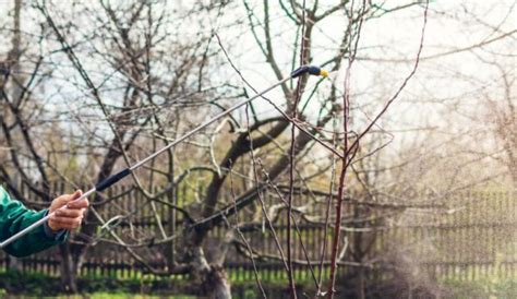 strom s viditeľnými púčikmi pripravený na postrek