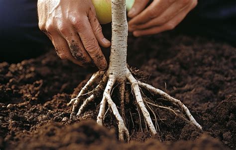 Schéma znázorňujúca anatómiu zemiaka: korene, hľuzy, vňať a správne hĺbka výsadby