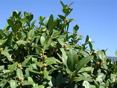 Buxus so žltnúčimi listami, spôsobenými nevhodnými podmienkami