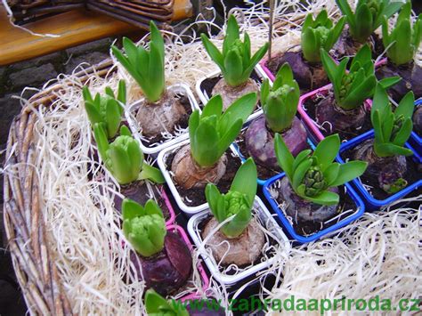 Infografika zobrazujúca správne umiestnenie cibule hyacintu v hydroponickej váze a v kvetináči