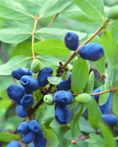 Detailná fotografia modrých plodov kríka zemolezu jedlého (Lonicera caerulea)