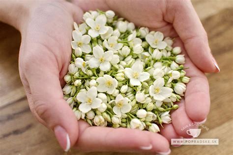 Infografika znázorňujúca proces aromatizácie čajových lístkov jazmínovými kvetmi
