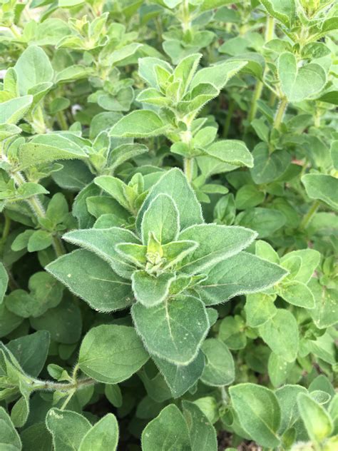 Ilustrácia rastliny pamajorán obyčajný s detailami listov a kvetov