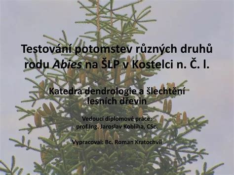 Ilustrácia typického stromu rodu Abies s charakteristickou kužeľovitou korunou a usporiadaním konárov