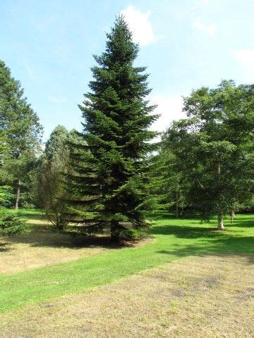Detail ihlíc Abies spectabilis z hornej a spodnej strany, s viditeľnými bielymi pruhmi