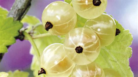 Schéma pestovateľských tvarov ríbezlí: ker verzus stromček