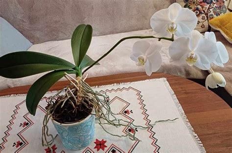 ilustračná fotografia orchideí pri zálievke ponorením