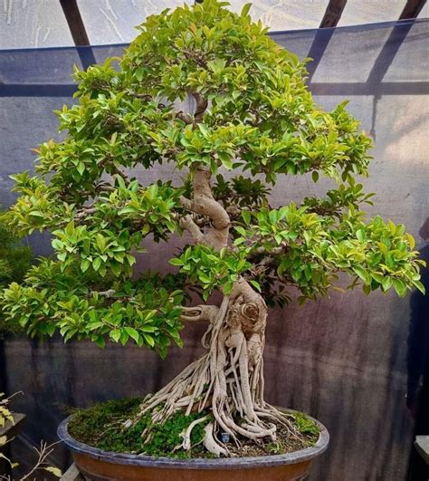 bonsaj Ficus retusa
