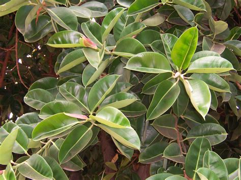 detail listu Ficus elastica