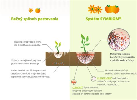 porovnanie koreňových balov: vľavo bez mykorízy, vpravo s aplikáciou mykoríznych húb