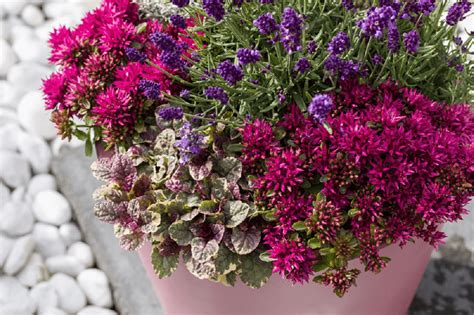 Ilustrácia optimálnych rozstupov pri výsadbe rôzne veľkých druhov trvaliek