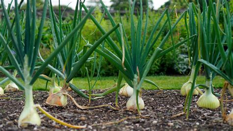 Infografika zobrazujúca správny postup pri uskladňovaní cibule