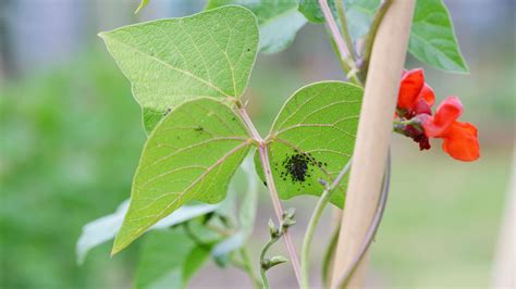 ilustračné foto: rôzne druhy záhradných škodcov