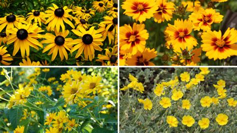 Záhradný záhon so žltými vždyzelenými trvalkami a pôdopokryvnými rastlinami