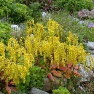 Detail Chiastophyllum oppositifolium so žltými kvetmi v skalke