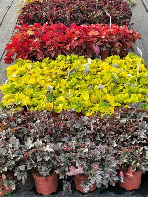 Záhon s rôznymi odrodami Heuchery, vrátane žltozelených listov