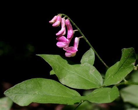 Mapa rozšírenia druhu Lathyrus venetus